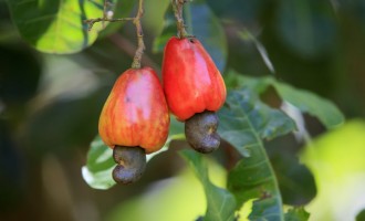 Did You Know Cashew Nuts Grow Like This? The Real Way They Are Harvested Will Blow Your Mind!