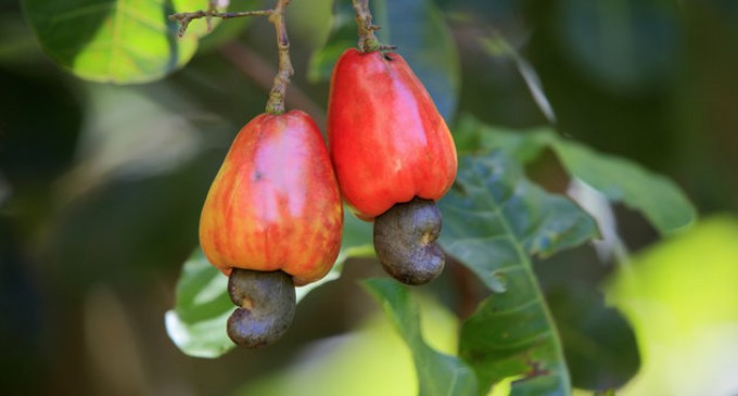 Did You Know Cashew Nuts Grow Like This? The Real Way They Are Harvested Will Blow Your Mind!