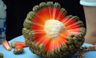 7 Strange Fruits and Vegetables You’ve (Probably) Never Eaten