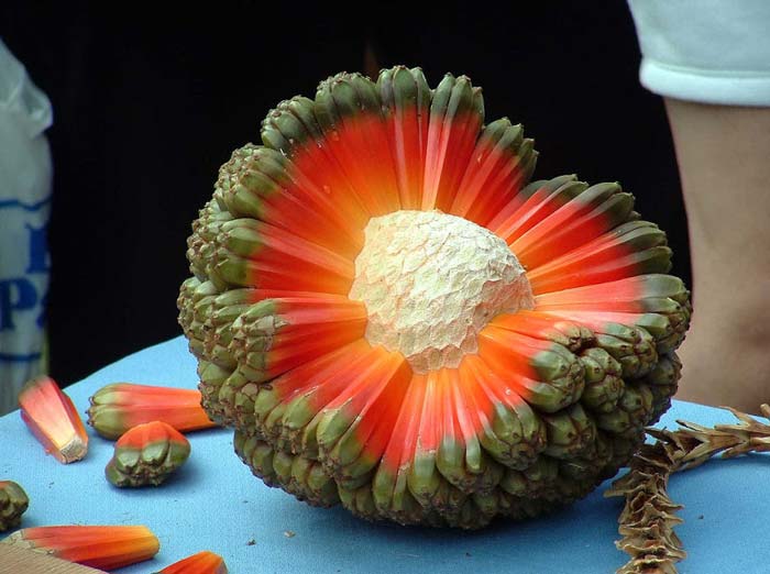 puhala tree seed pod