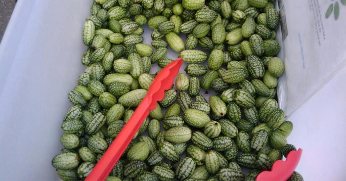 watermelon gherkins