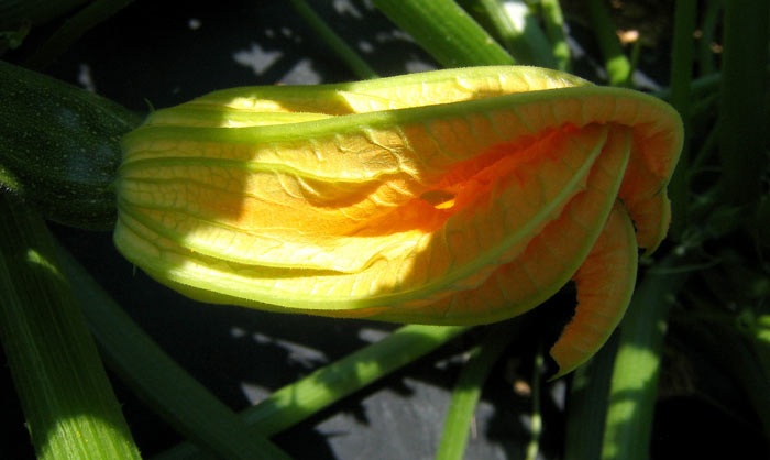 zucchini blossom