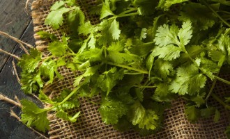 Keep Your Cilantro Fresh For Two Weeks Or Longer: All You Need To Do Is THIS!