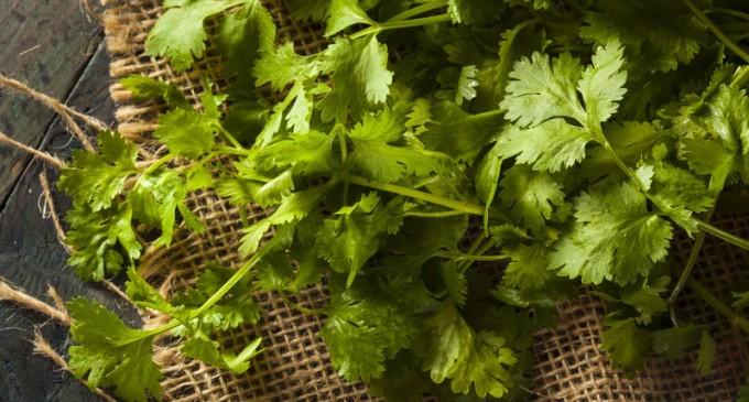 Keep Your Cilantro Fresh For Two Weeks Or Longer: All You Need To Do Is THIS!