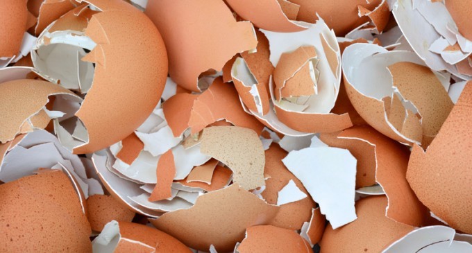 Why You Should Be Eating Your Eggshells Instead Of Throwing Them In The Compost Pile Or Trash