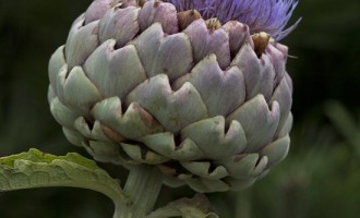 We Have Proof That The Artichoke Isn’t Really A Vegetable: You Are Never Going To Believe What It Is!