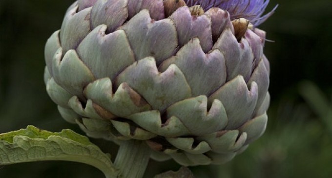 We Have Proof That The Artichoke Isn’t Really A Vegetable: You Are Never Going To Believe What It Is!