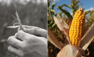 You Wont Believe What These Everyday Foods You See On A Regular Basis Actually Used To Look Like!