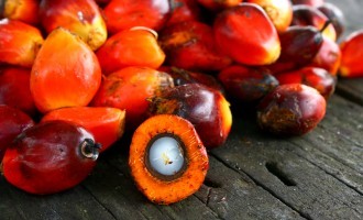 The One Thing That You Eat Everyday That Is Killing The Environment At A Rapid Pace