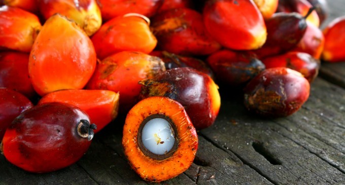 The One Thing That You Eat Everyday That Is Killing The Environment At A Rapid Pace