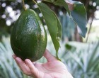 BREAKING NEWS: There Is A Shortage Of Avocado’s & The Reason Why Is Heartbreaking!!!