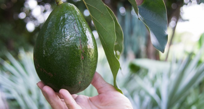 BREAKING NEWS: There Is A Shortage Of Avocado’s & The Reason Why Is Heartbreaking!!!