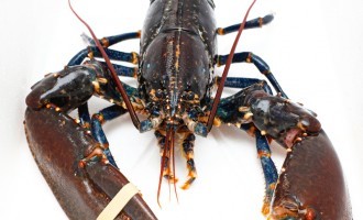 Calm A Lobster Before Boiling It By Standing It On Its Head: Avoid That Piercing Scream & Feel Less Guilty