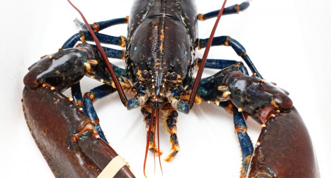 Calm A Lobster Before Boiling It By Standing It On Its Head: Avoid That Piercing Scream & Feel Less Guilty