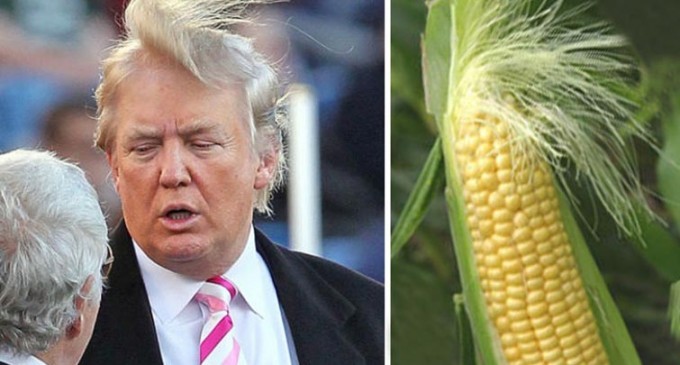 A Hilarious Explanation Of Donald Trump’s Hair Demonstrated By Food