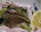 Japan Is Serving Up Bullfrogs That Have Been Stabbed, Decapitated & Skinned Alive For A New Food Trend
