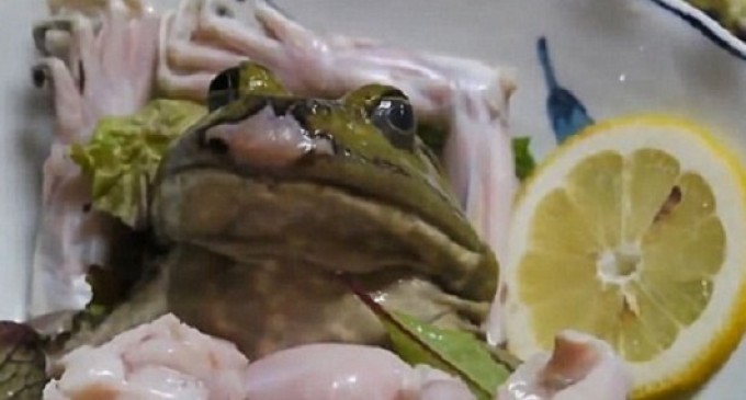 Japan Is Serving Up Bullfrogs That Have Been Stabbed, Decapitated & Skinned Alive For A New Food Trend