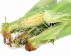 Corn Silk Isn’t A Cooking Nuisance; In Fact This Stringy Substance Has A Really Cool Purpose!