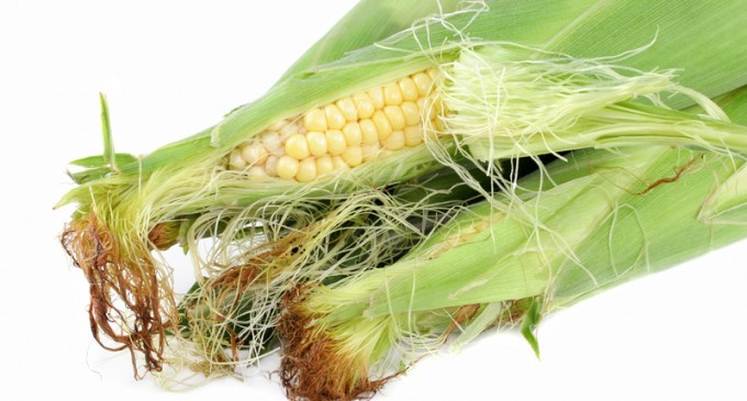Corn Silk Isn’t A Cooking Nuisance; In Fact This Stringy Substance Has A Really Cool Purpose!