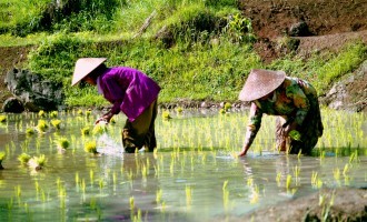 The Pollution In China Is Starting To Seriously Affect China’s Rice Crops & It’s a Big Deal For The United States