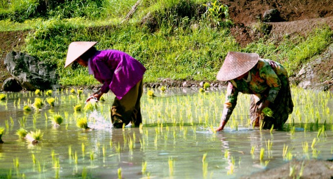 The Pollution In China Is Starting To Seriously Affect China’s Rice Crops & It’s a Big Deal For The United States