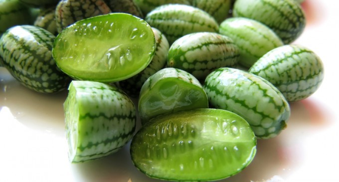 Cucamelons: They Have To Be The Cutest Damn Thing We Ever Seen But How Do They Taste & Where Do They Grow?