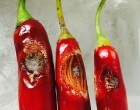Something Horrible Is Killing Off Australia’s Chillies Which Means Bad News To Chili Lovers World-Wide