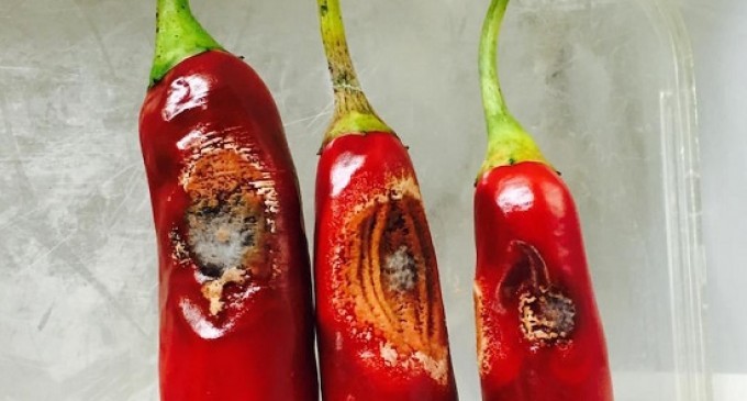 Something Horrible Is Killing Off Australia’s Chillies Which Means Bad News To Chili Lovers World-Wide