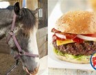 We Can’t Believe What Burger King Was Hiding In Its Famous Whoppers; This Is Truly Sickening!