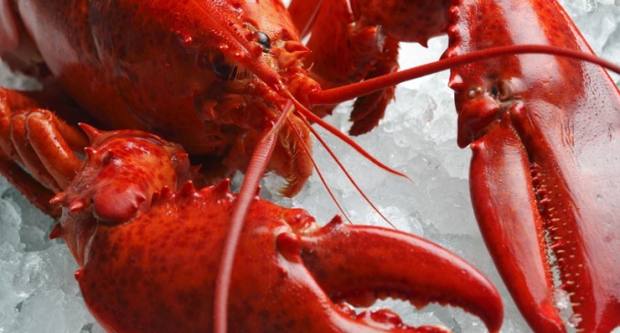 This Popular Lobster Fest Was Forced To Feed Their Guests Something Gross After All Of The Lobsters Went Missing