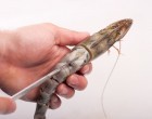 The Right Way How To Peel & Devein Shrimp With Out Getting A Mouthful Of Yuck!