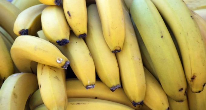 They Bought Some Bananas From The Store, Took Them Home & Found Thousands Of Poisonous Spiders Living Inside