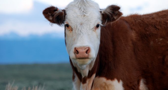 A Clever Australian Cattle Farmer Is Feeding His Cattle Chocolate & People Are Absolutely Going Crazy Over The Idea