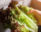 The Fastest Way To Dry Lettuce Without Using A Bunch Of Paper Towels Or Some Fancy Kitchen Gadget