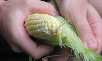 The Fastest Way To Shuck Corn Has Been Found: According To This Guy