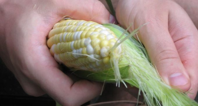 The Fastest Way To Shuck Corn Has Been Found: According To This Guy