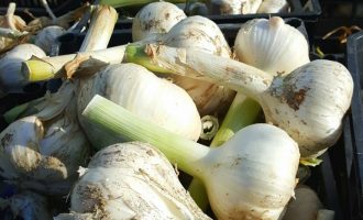 Say Goodbye To Bad Garlic Breath With A New Kind of Garlic