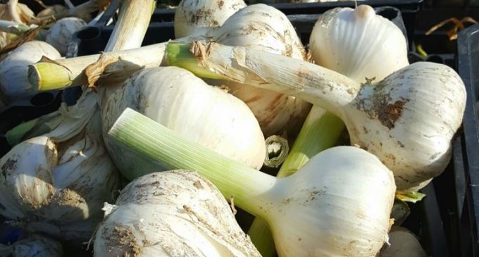 Say Goodbye To Bad Garlic Breath With A New Kind of Garlic