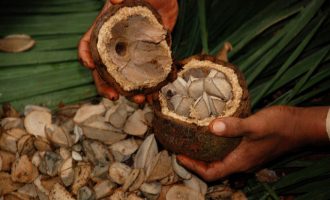 The Truth Behind Brazil Nuts and Why We Shouldn’t Call Them Nuts At All