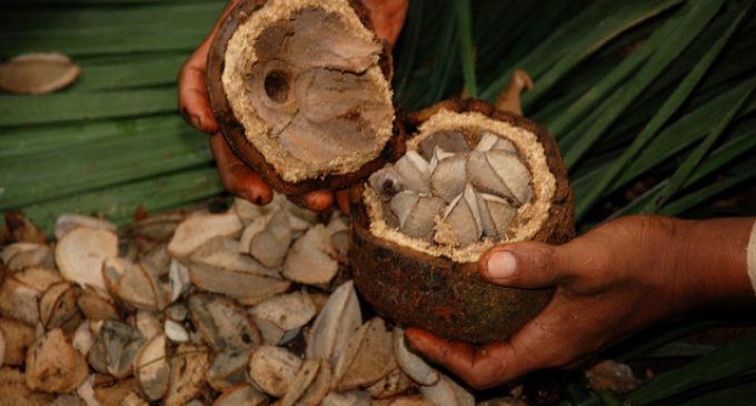 The Truth Behind Brazil Nuts and Why We Shouldn’t Call Them Nuts At All