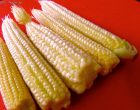 The Truth About Baby Corn and Where It Comes From