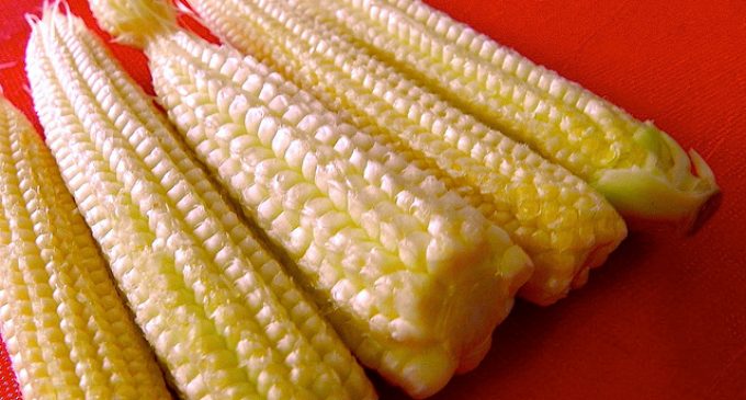 The Truth About Baby Corn and Where It Comes From