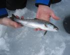 How To Tell If Fish is Safe To Consume: Here is What To Look For