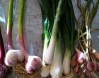 The Trick To Long Lasting Veggies