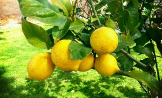 How To Keep Lemons Fresher Longer