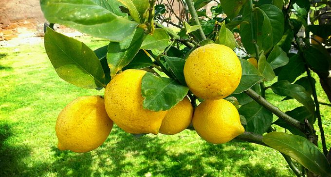 How To Keep Lemons Fresher Longer