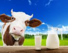 Not All Organic Milk Is Really Organic…Find Out the Shocking Reason Why!