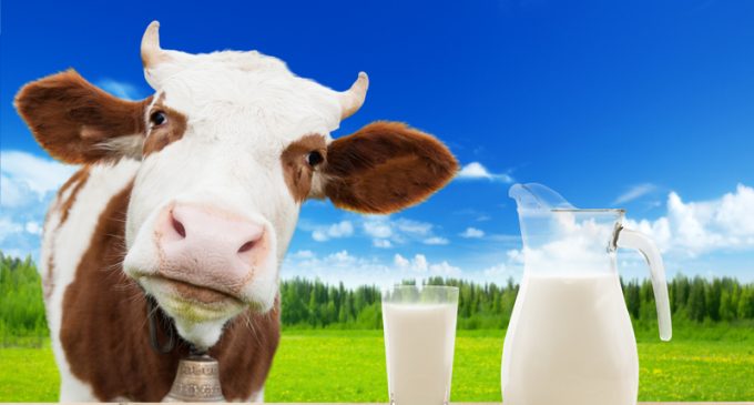Not All Organic Milk Is Really Organic…Find Out the Shocking Reason Why!
