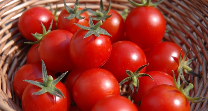 Cutting Down on Food Waste- Saving Cut Tomatoes the Proper Way