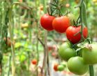 Tomatoes 101: Types of Tomatoes and How to Use Them